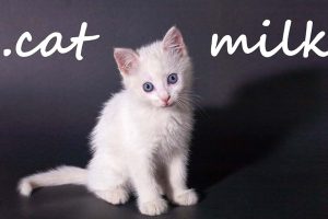猫奶 Cat Milk