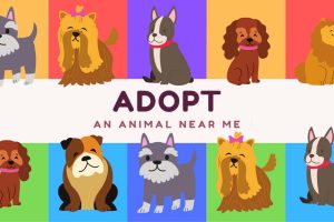 在我附近收养一只动物 Adopt an animal near me